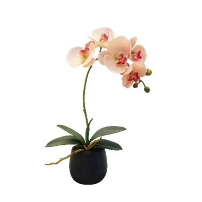 Orhideja u posudi 46 cm
